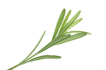 rosemary isolated