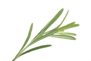 rosemary isolated