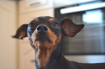 German dog breed - Miniature dwarf pinscher dog pet