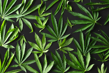 Wild marijuana isolated on the black background.