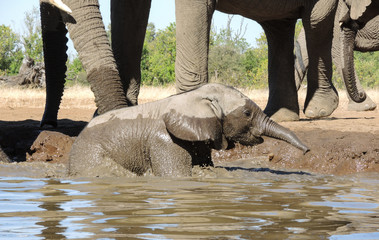 Fototapeta premium Elefant
