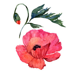 Wildflower poppy flower in a watercolor style isolated. Full name of the plant: poppy. Aquarelle wild flower for background, texture, wrapper pattern, frame or border.