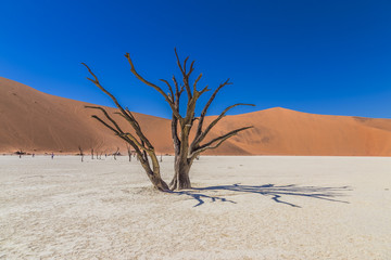 Dead Camelthorn Trees against red dunes and blue sky in Deadvlei, Sossusvlei. Namib-Naukluft National Park, Namibia, Africa
