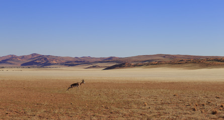 Fototapeta na wymiar Springbok at African savanna landscape. Namibia, South of Africa.