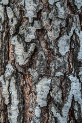 birch bark texture natural background paper close-up