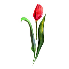 Wildflower tulip flower in a watercolor style isolated. Full name of the plant: tulip. Aquarelle wild flower for background, texture, wrapper pattern, frame or border.