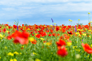 poppy field and blue sky