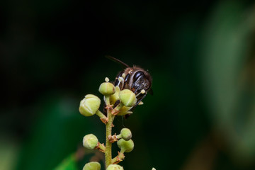 macro close up of a female stingless honey bee on leafs and flowers, a summer and sunny day