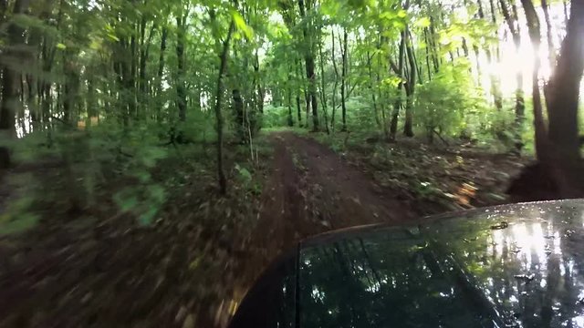 
Green Car goes on  summer   road in wood . POV clip
