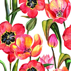 Fototapety  Wildflower tulipan kwiatki w stylu przypominającym akwarele. Pełna nazwa rośliny: tulipan. Aquarelle dziki kwiat dla tła, tekstury, wzoru opakowania, ramki lub obramowania.