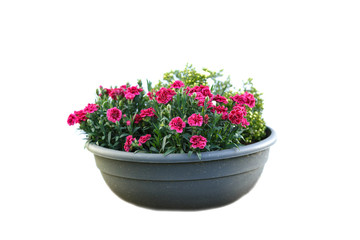 Isolated flower in pot