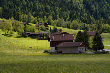 Idyllic landscape in the Alps in springtime with traditional mountain chalet and fresh green mountain pastures with blooming flowers on a beautiful sunny day. Austria, Europe.