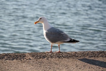 Fototapeta premium Mouette