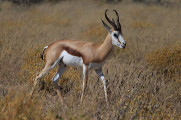 Springbok