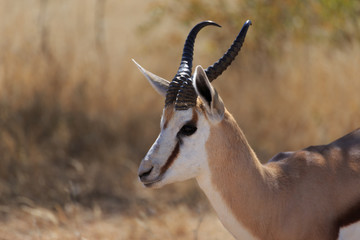 Springbok at Etosha National Park, Namibia, Africa