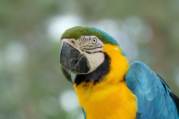 Gelbbrustara - Portrait