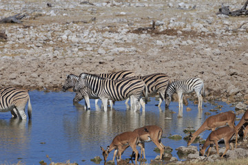 Fototapeta na wymiar Zebras and springboks drinking water at waterhole, Etosha National Park, Namibia
