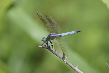 Dragonfly in summer