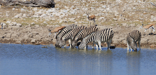 Fototapeta na wymiar Zebras drinking water at waterhole, Etosha National Park, Namibia