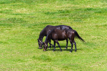 Fototapeta na wymiar Couple of horses grazing at green pastures.