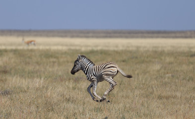 Obraz na płótnie Canvas Close-up of a young zebra running on rocky plains of Etosha