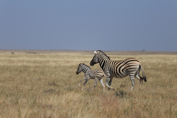 Obraz na płótnie Canvas Zebras in Etosha national park Namibia, Africa