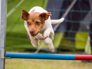 Agihund 2
