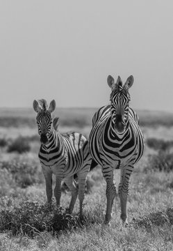 Zebras in Etosha national park Namibia, Africa. Black and white picture.