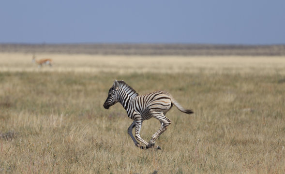 Close-up of a young zebra running on rocky plains of Etosha