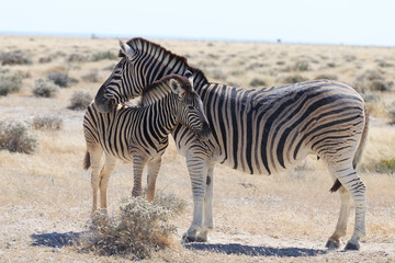Fototapeta na wymiar Zebras in Etosha national park Namibia, Africa