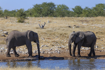 Fototapeta premium Elephants in the savannah of the Etosha national park in Namibia