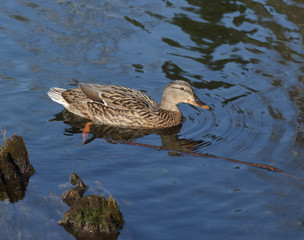 Wild female duck