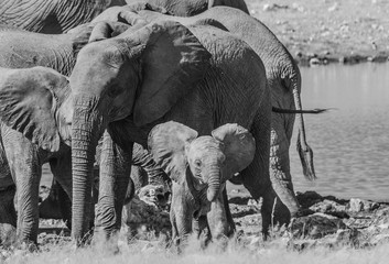 Baby elephant and big elephants in the savannah of the Etosha national park in Namibia. Black and...