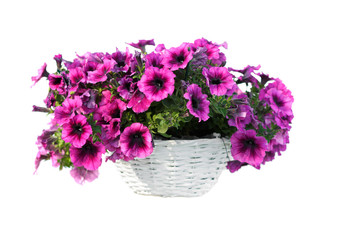 Fototapeta premium Isolated flower in pot
