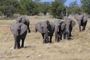 Obraz premium Eelephants in the savannah of the Etosha national park in Namibia.