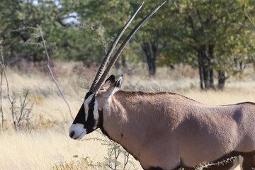 Gemsbok at Etosha National Park