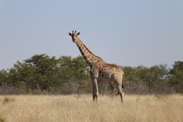 Naklejka na ściany i meble Giraffes (Giraffa Camelopardalis) walking over flat open plains. Etosha National Park (Namibia)
