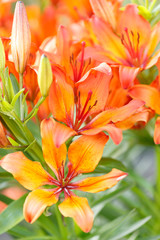 Obraz na płótnie Canvas Orange closeup flowers