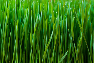 Fototapeta na wymiar Wheatgrass is a food prepared from the cotyledons of the common wheat plant