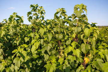 Fototapeta na wymiar shrub of blueberries, bushes with future berries against the blue sky. Farm with berries