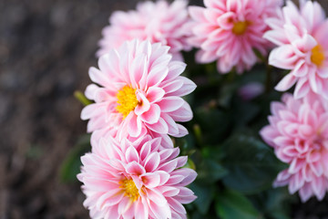 Pink closeup flowers