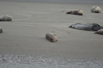 Phoques gris et veau marin à Berckes