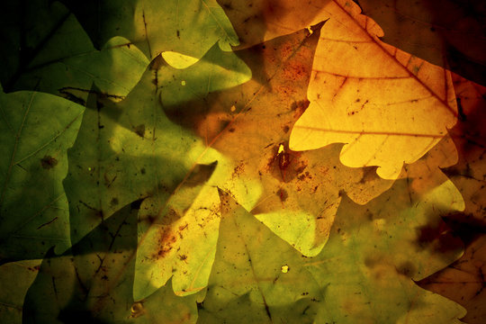 herfst