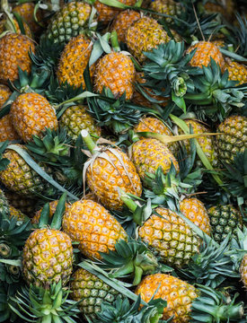 Rows of pineapples, ready for the sale