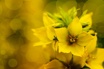 Blossom of yellow flowers