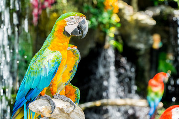 Parrots birds found in most tropical and subtropical regions. parrots are vividly coloured, and some are multi-coloured. Parrots are among the most intelligent birds, and the ability.
