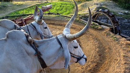 Primer plano de bueyes indios accionando una noria . Cerca de Ranakpur . Rajasthan . India . 