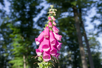 Fototapete bei efototapeten.de bestellen   