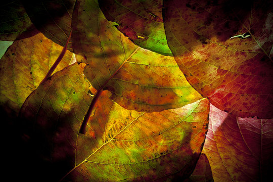 herfst