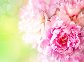 Peonies flowers bunch over blurred background. Beautiful pink peonies flower Easter border design closeup. Copy space for your text.